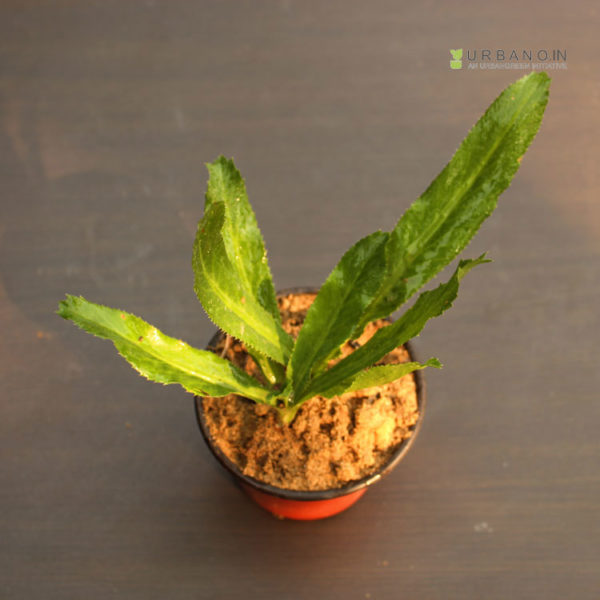 big-coriander-leaf