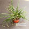 lucius-luzula-grass