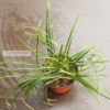 ucius-luzula-grass