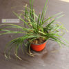 ucius-luzula-grass