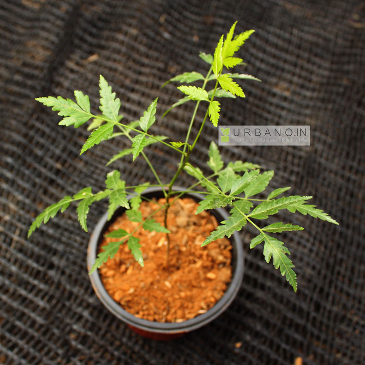 Neem plant URBANO.IN Neem plant online india