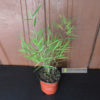 bamboo-plant
