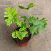 philodendron