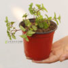 pudina-pot