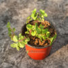 pudina-herb
