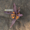 purple-leaf