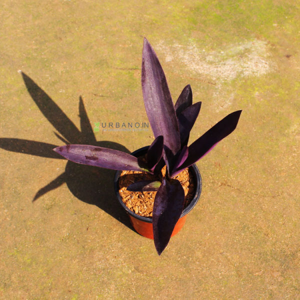 purple-leaf-plant