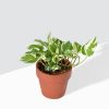 Marble-Prince-Money-Plant
