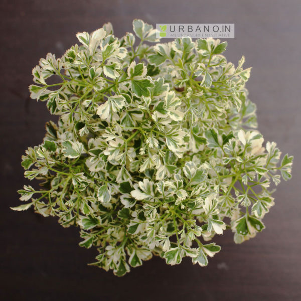 white-aralia-plant