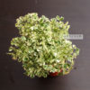 aralia-white