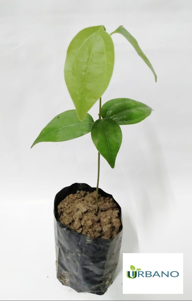 Bay Leaf Plant URBANO.IN Bay leaf plant online India