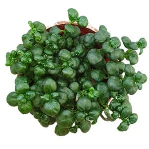 Indoor bubble plant