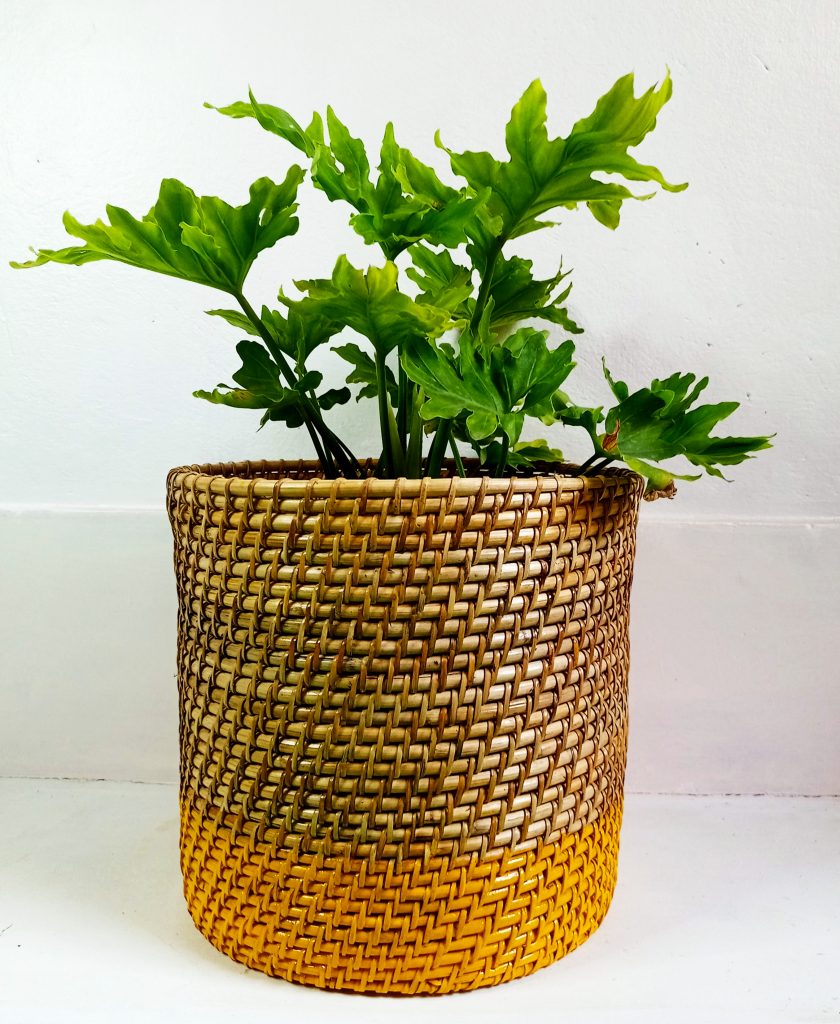 Colored Cane Planter URBANO.IN for your indoor spaces