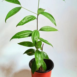 Bay-Leaf-Plant