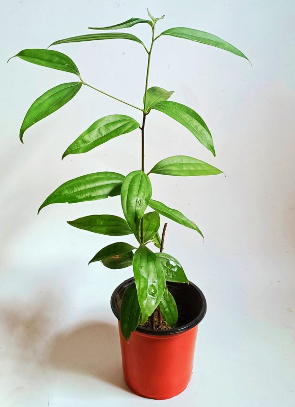 Bay-Leaf-Plant