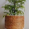 Colored-Cane-Planter