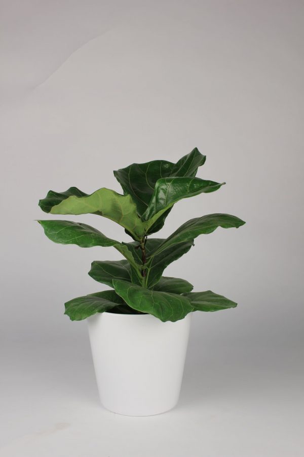 Indoor-fiddle-leaf-fig-plant