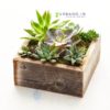 wood succulent plant