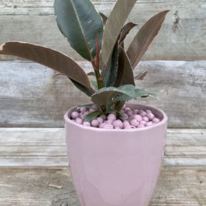 Indoor-rubber-plant