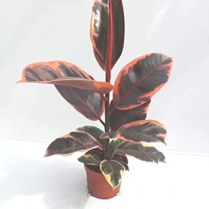 Variegated-Rubber-Plant