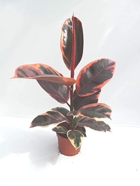 https://urbano.in/wp-content/uploads/2020/07/Variegated-Rubber-Plant.jpg
