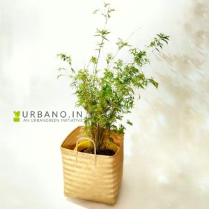 Mini-Decorative-Bamboo-Plants