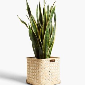 Sansevieria-trifasciata-snake-plant