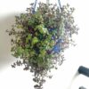 Turtle-vine-plant