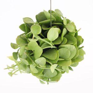 Dischidia-apple-leaf-plant