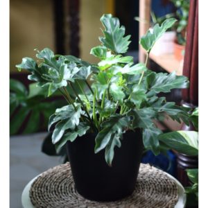 Philodendron-xanadu