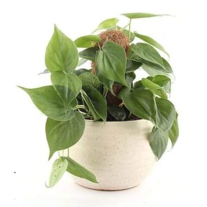 Heart-Leaf-Philodendron-Plant