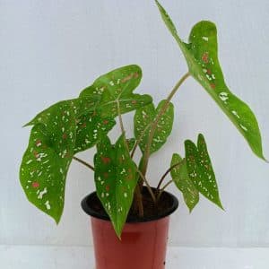 Caladium-Florida-Bicolor-Plant