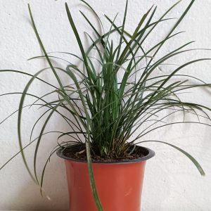 Dwarf-Lilyturf-Grass-Plant