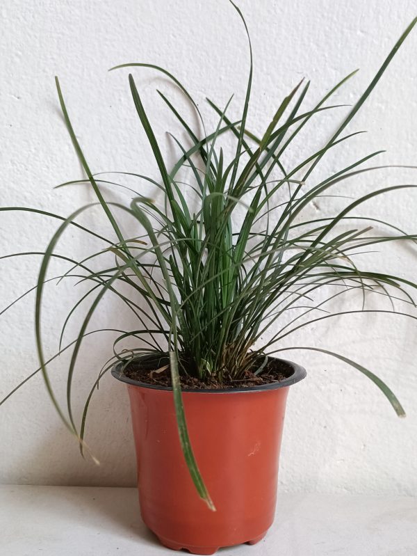 Dwarf-Lilyturf-Grass-Plant