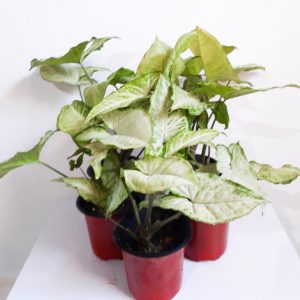 Syngonium-green-plant