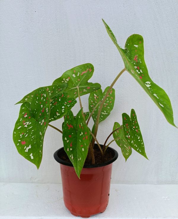 Caladium-florida-bicolor-plant