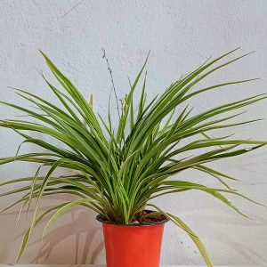 Spider-comusom-variegatum-plant