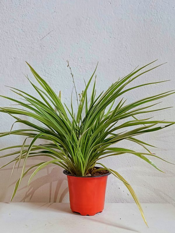 Spider-comusom-variegatum-plant