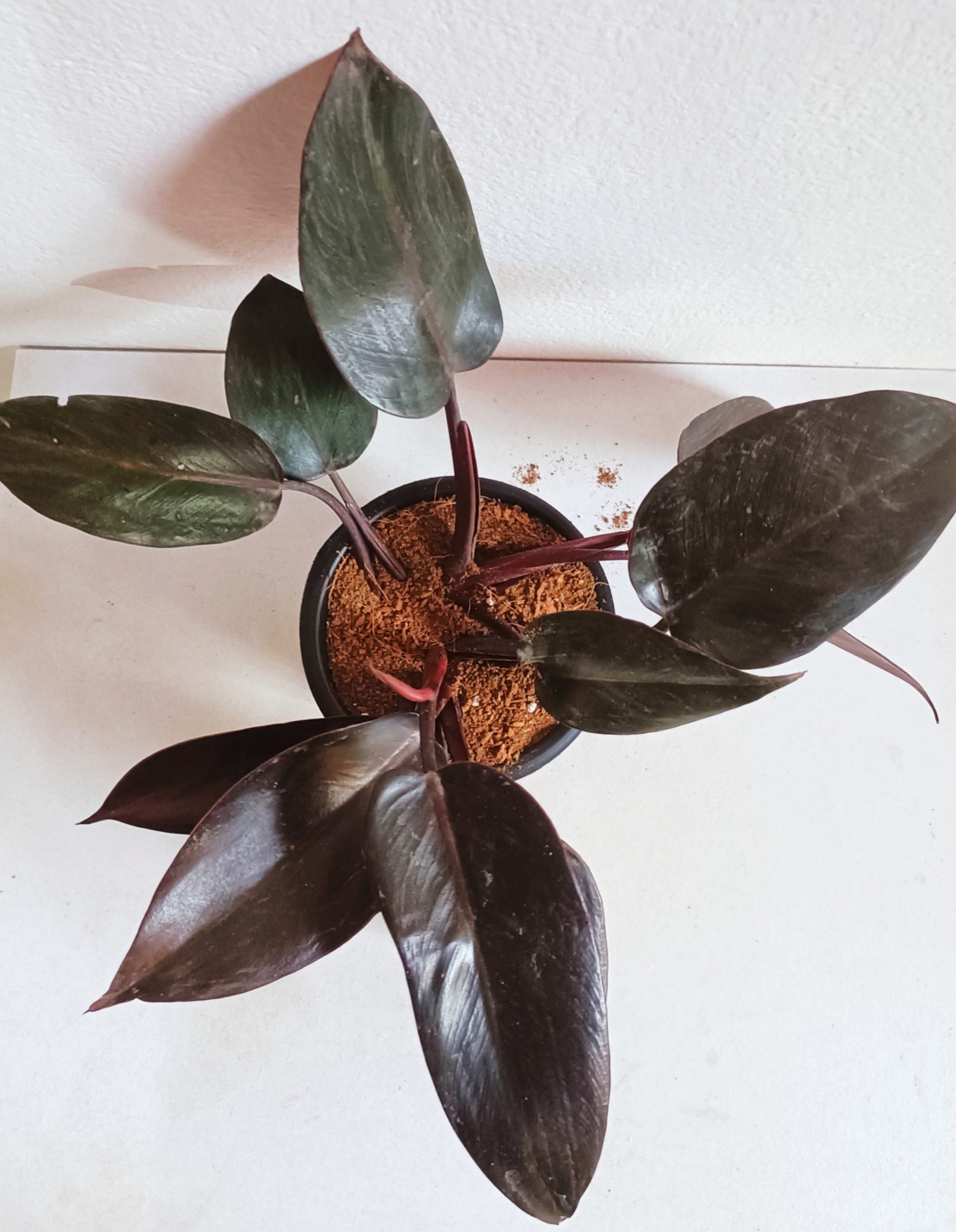 Philodendron Black Cardinal Plant URBANO.IN