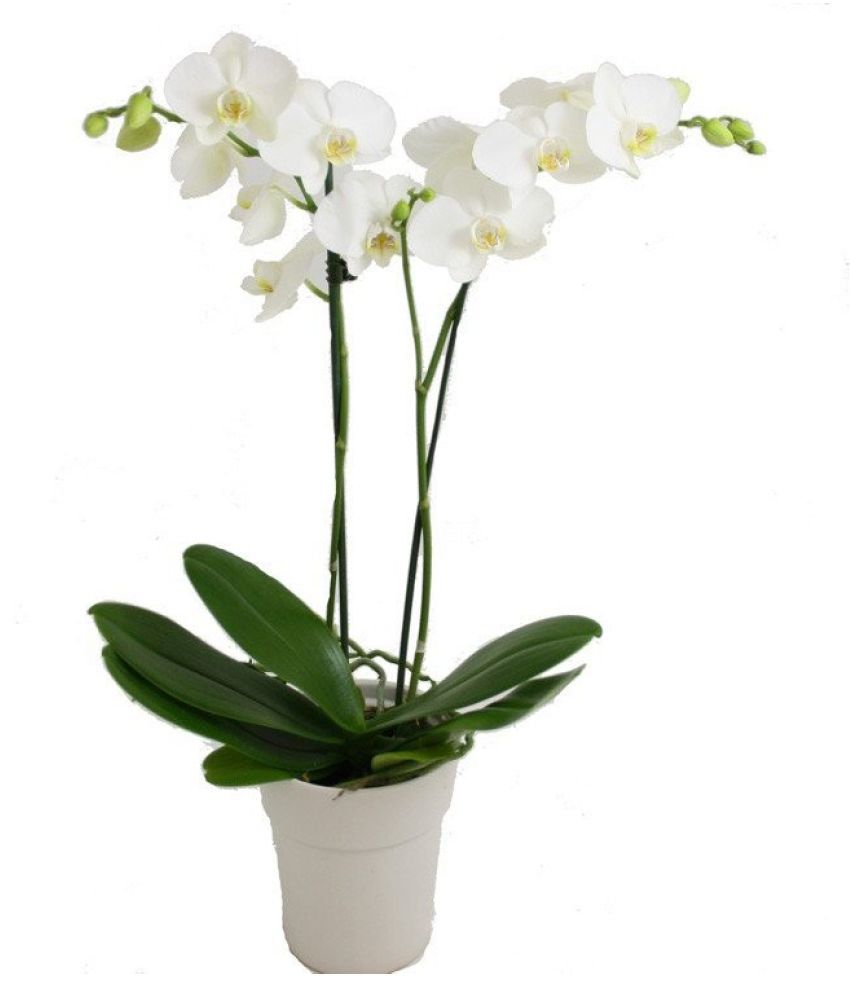 phalaenopsis white orchids plant