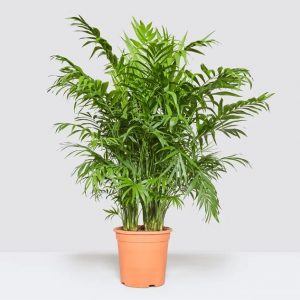 Parlour-Palm-Plant
