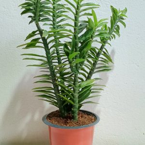 Pedilanthus-Tithymaloides-Nana-Plant