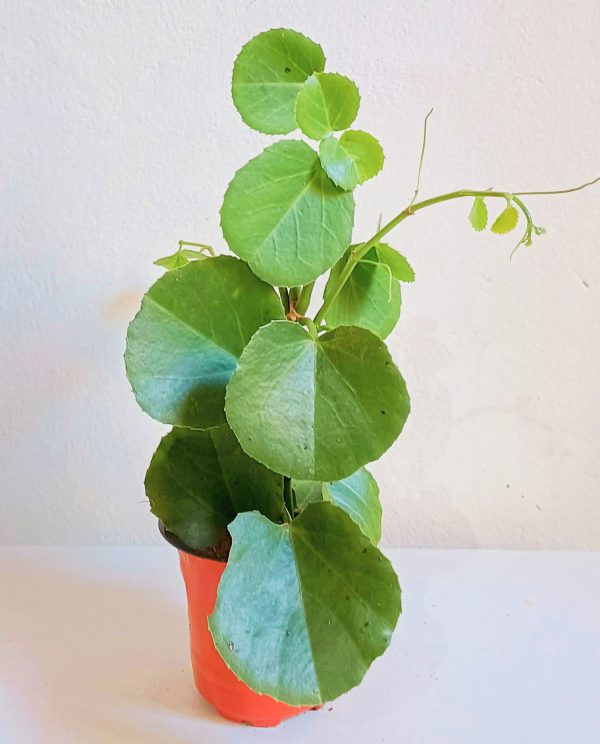 Peruvian-Grape-Ivy-Plant