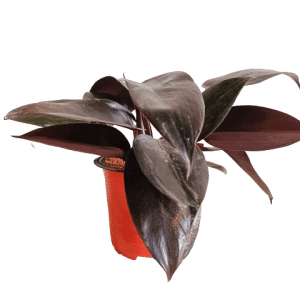 Philodendron-Black-Cardinal-Plant