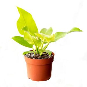 Philodendron-Moonlight-Plant