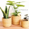 Kauna grass planter