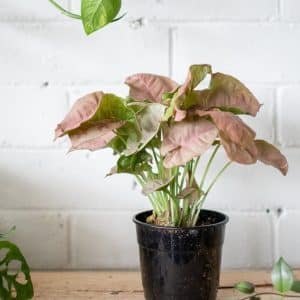 Pink-Syngonium-Plant
