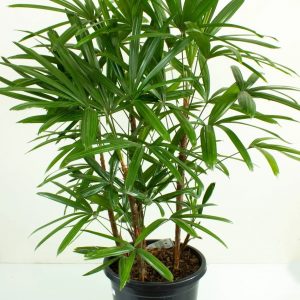 Raphis-Palm-Plant