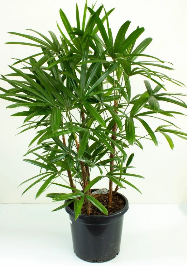 Raphis-Palm-Plant