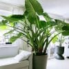 Rarest-Borneo-Giant-Alocasia-Elephant-Ear-Plant